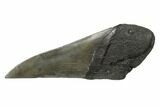 Partial, Fossil Megalodon Tooth Paper Weight #144405-1